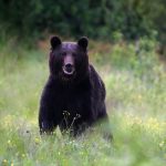 Brown bears in Romania