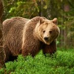 Brown bears in Romania